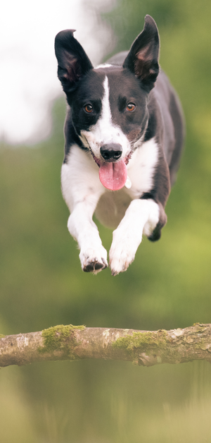 Dog Jump 